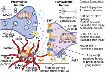 The Role of Platelets in the Stimulation of Neuronal Synaptic Plasticity, Electric Activity, and Oxidative Phosphorylation: Possibilities for New Therapy of Neurodegenerative Diseases